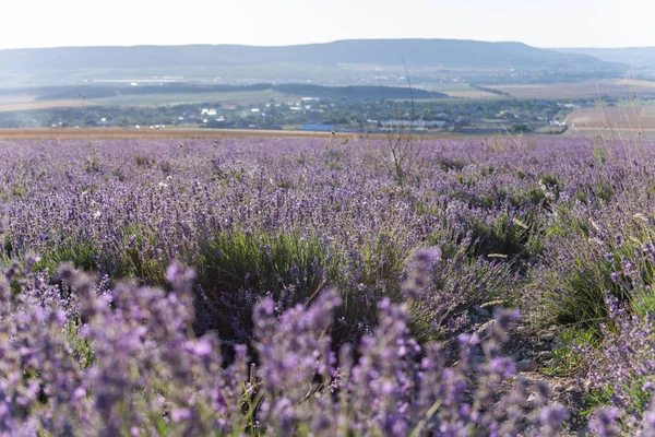 Fields Blooming Lavender Central Crimea — Stock Photo, Image