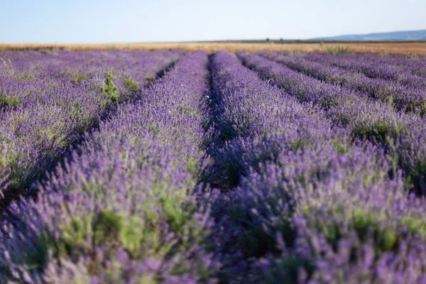 Fields Blooming Lavender Central Crimea — Stock Photo, Image