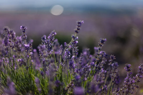 Fält Blommande Lavendel Centrala Krim Royaltyfria Stockfoton