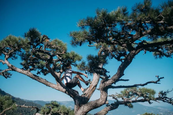 Парень Сидит Дереве Горах Молодой Человек Высоко Дереве Смотрит Горы — стоковое фото