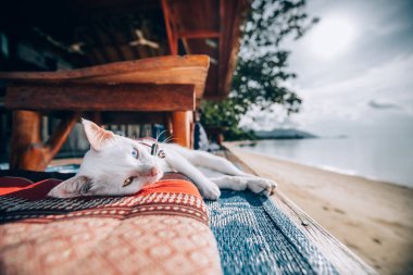 Tasma beach café'de yalan bir çan olan farklı renkli gözlü beyaz kedi