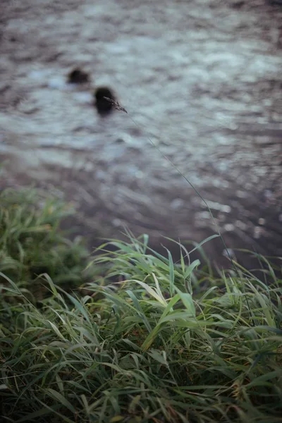 Ein Kleiner Mit Gras Bewachsener Fluss Herbstlandschaft Mit Wasser — Stockfoto