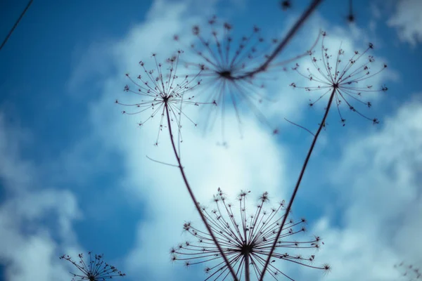 Sucha trawa na tle błękitnego nieba — Zdjęcie stockowe