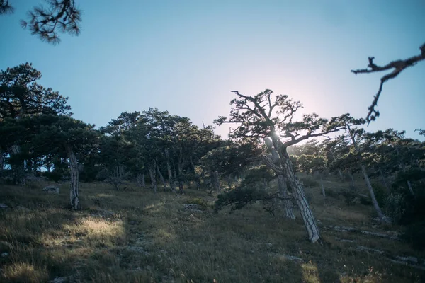 일 산 풍경입니다. 산에 오래 된 나무는 광택에 슬로프 — 스톡 사진