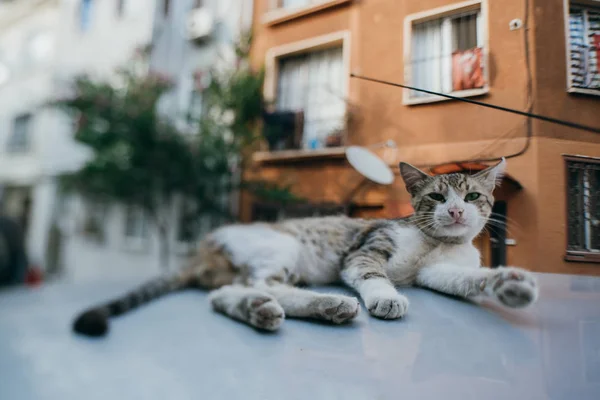 街猫躺在车顶上 — 图库照片