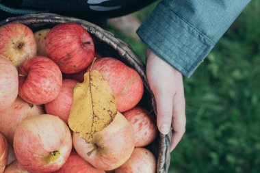 Elinde olgun kırmızı elmalar olan sepet. Yakın plan.
