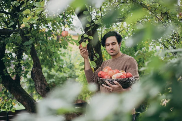 A male farmer picks apples in the garden