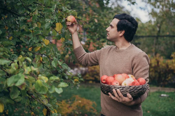 A male farmer picks apples in the garden