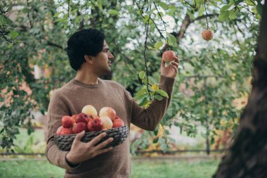Bir erkek çiftçi bahçede elma toplar