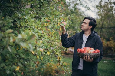 Bir erkek çiftçi bahçede elma toplar