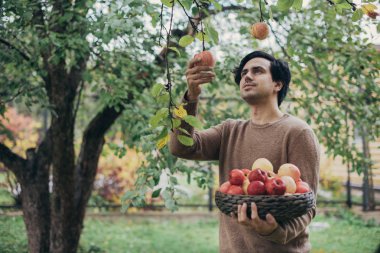 Bir erkek çiftçi bahçede elma toplar