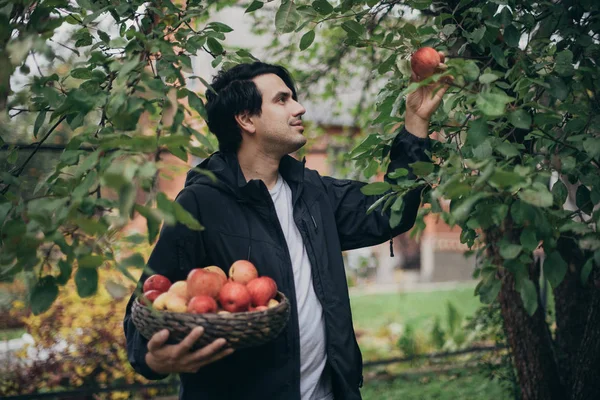 A male farmer picks apples in the garden