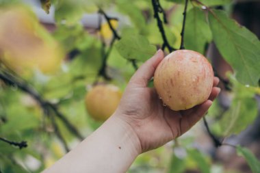 Elin dalda bir elma tutuyor. Yakın plan. El, bahçedeki bir daldan olgun bir elma koparır.