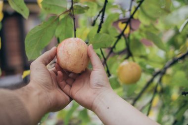 Kadın ve erkeğin elleri bir dalın üzerinde bir elma tutuyor. Yakın plan..