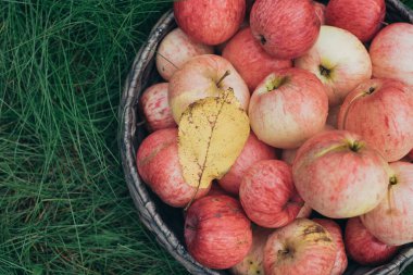 Bir sepet kırmızı elma çimlerin üzerinde duruyor.