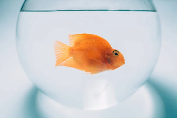 Goldfische Einem Runden Aquarium Auf Blauem Hintergrund Ein Fisch Schwebt — Stockfoto
