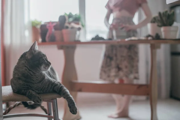 Kot Leży Krześle Pierwszym Planie Młoda Kobieta Ponownie Sadzi Podlewa — Zdjęcie stockowe