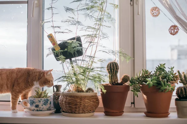 Windowsill Many Pots Flowers Cat Close Pots Cacti Succulents Leafy — Stock Photo, Image