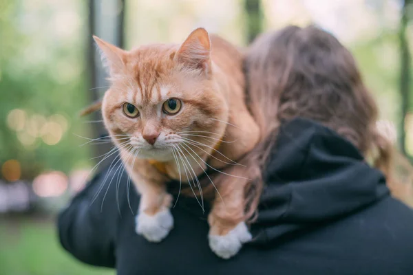 A woman walks in the park with a cat. The cat is sitting on his shoulder. Young girl on a walk in a green park near the house with a red curious cat