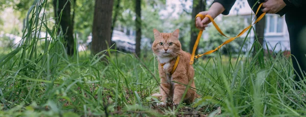 Röd Katt Går Med Ägaren Sele Porträtt Vuxen Katt Parken — Stockfoto