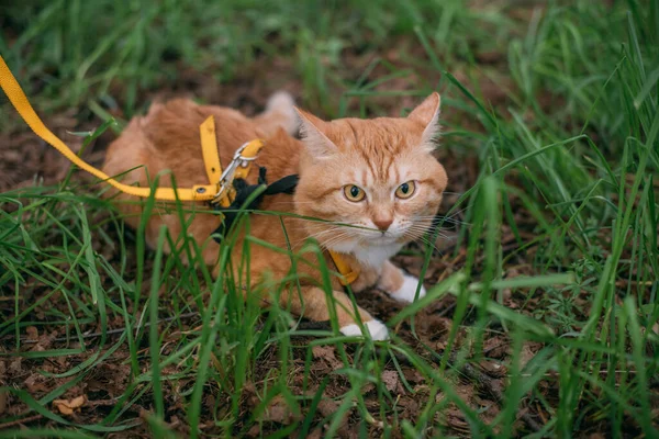 A red cat walks with the owner on a harness. Portrait of an adult cat in the park on a walk. Curious, brave kitten walks in the grass among the trees.