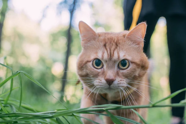 Eine Rote Katze Geht Mit Ihrem Besitzer Auf Einem Geschirr — Stockfoto