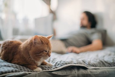 Kedi kanepede yatıyor, bir adam dizüstü bilgisayarla çalışıyor. Genç bir karantinacı evde çalışıyor, yanında da kırmızı bir kedi var. Uzaktan çalışma, evden çalışma.