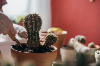 Genç kadın nakil kaktüsü evde. Bir ele yakın çekim. Evinde ev bitkileri olan güzel bir kız. Bahar saksısı çiçek bakımı
