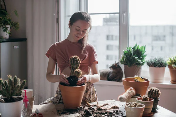 Young woman transplant cacti at home. Beautiful girl at work with house plants in the apartment. Spring potted flower care. The cat lies on the windowsill