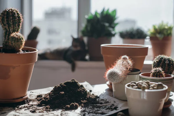 Transplantasi Tanaman Musim Semi Close Pot Bunga Tanah Kaktus Atas — Stok Foto