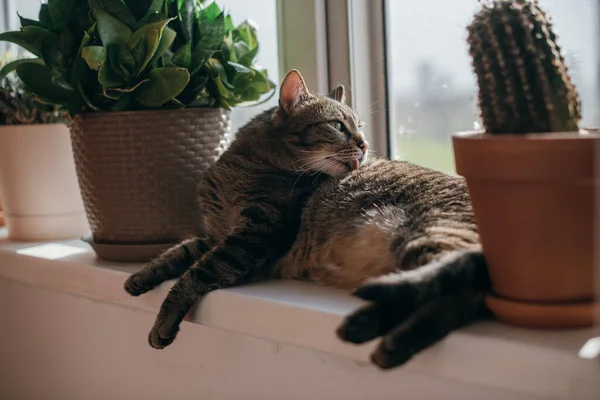 The cat lies by the open window in the sun. Gray cat basks in the spring sun on a windowsill between flower pots