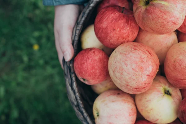 Mandje Met Rijpe Rode Appels Handen Close — Stockfoto