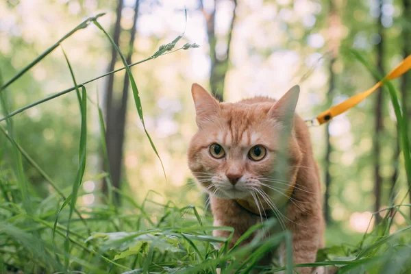 Eine Rote Katze Geht Mit Ihrem Besitzer Auf Einem Geschirr — Stockfoto