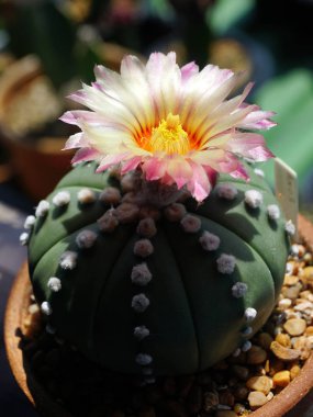 Çiçek kaktüs, astrophytum kapatın 