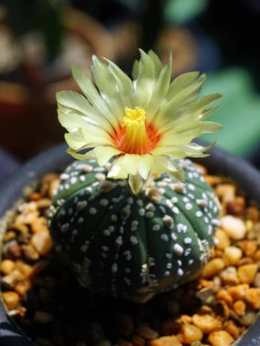 Çiçek kaktüs, astrophytum kapatın
