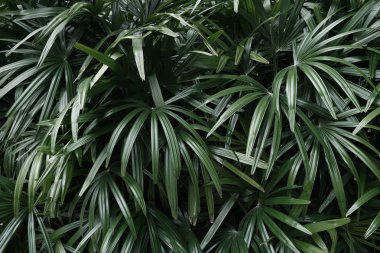 Tropik palmiye yaprakları arka plan