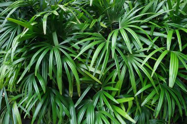 Tropik palmiye yaprakları arka plan