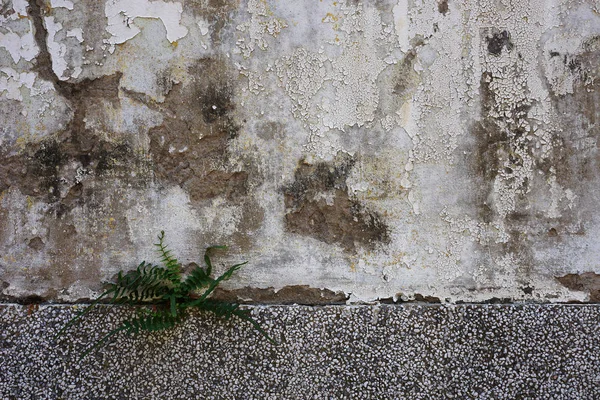 Baum Wächst Alter Mauer — Stockfoto