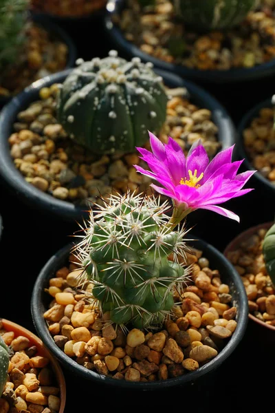Der Nähe Rosa Blume Kaktus — Stockfoto