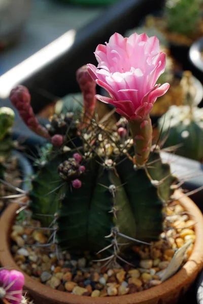 Der Nähe Rosa Blume Kaktus — Stockfoto