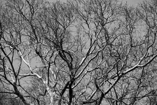 Gałęzie Drzewa Czarno Białe — Zdjęcie stockowe