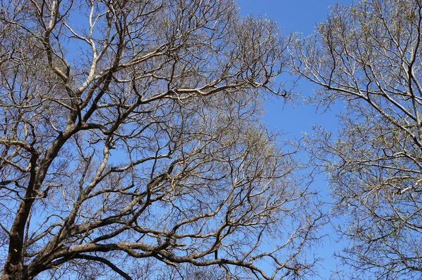 Gałęzie Drzewa Błękitne Niebo — Zdjęcie stockowe
