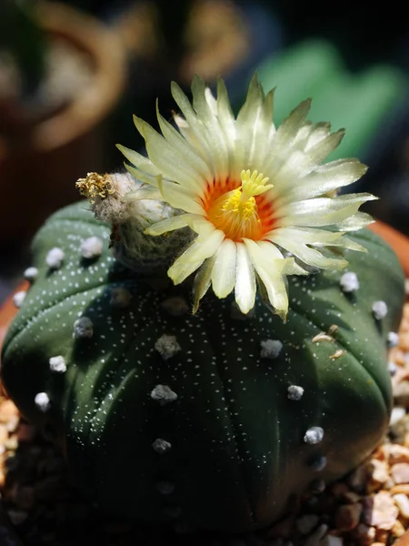 Nahaufnahme Blütenkaktus Astrophytum — Stockfoto