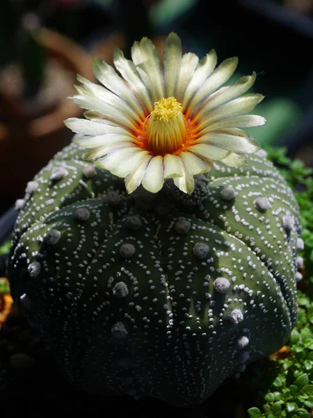 Primo Piano Fiore Cactus Astrophytum — Foto Stock