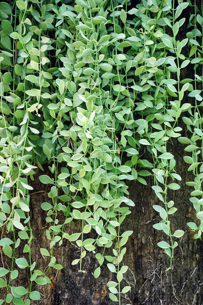 Πράσινα Φύλλα Asclepiadaceae Φόντο Royalty Free Φωτογραφίες Αρχείου
