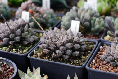 Tencerede, etli bitki Haworthia kadar kapatın
