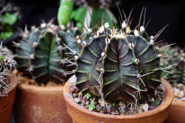 Nahaufnahme Kaktus Garten — Stockfoto