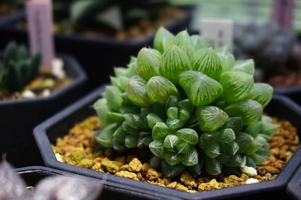 Primo Piano Haworthia Vaso Pianta Succulenta — Foto Stock