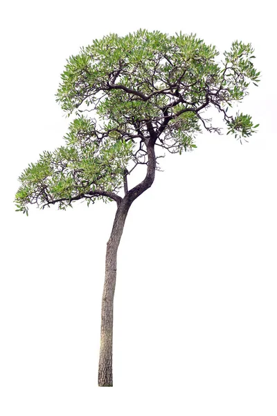Δέντρο Απομονωμένο Λευκό Φόντο Εικόνα Αρχείου