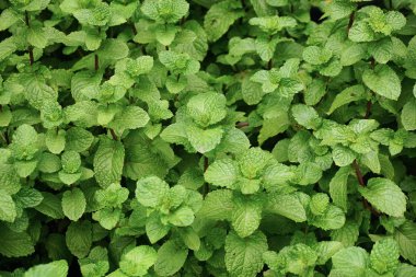 Nane yaprağı veya nane arka plan bahçe içinde büyümek.